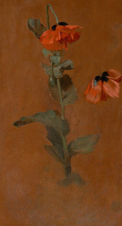 Estudio de Amapolas de James Inskipp